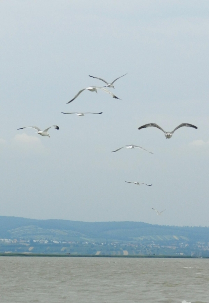 Wallfahrt Frauenkirchen_34